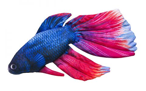 FISCHKISSEN SIAMESISCHER KAMPFFISCH FISCHKISSEN SIAMESISCHER KAMPFFISCH