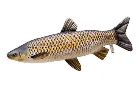 VANKÚŠ V TVARE RYBY AMUR VANKÚŠ V TVARE RYBY AMUR