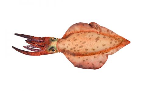 RYBÍ VANKÚŠ SÉPIA 76CM RYBÍ VANKÚŠ SÉPIA 76CM