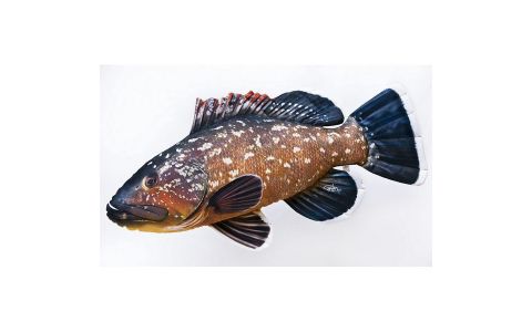 VANKÚŠ - THE DUSKY GROUPER 100CM VANKÚŠ - THE DUSKY GROUPER 100CM