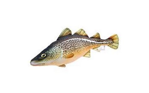 VANKÚŠ V TVARE RYBY – ATLANTICKÁ TRESKA 75 CM VANKÚŠ V TVARE RYBY – ATLANTICKÁ TRESKA 75 CM