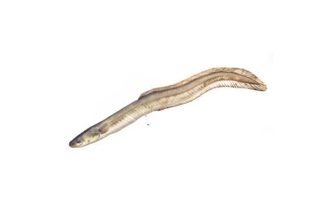 VANKÚŠ V TVARE ÚHORA 115 CM VANKÚŠ V TVARE ÚHORA 115 CM