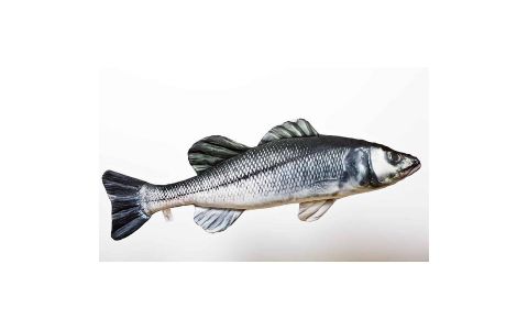 VANKÚŠ - THE EUROPEAN SEA BASS 70 CM VANKÚŠ - THE EUROPEAN SEA BASS 70 CM