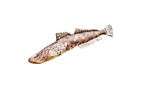 VANKÚŠ V TVARE RYBY – FLATHEAD 97 CM